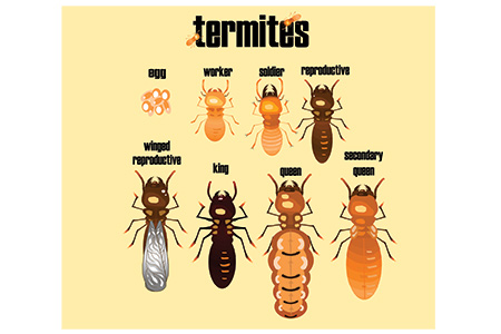 Termite-Extermination.jpg