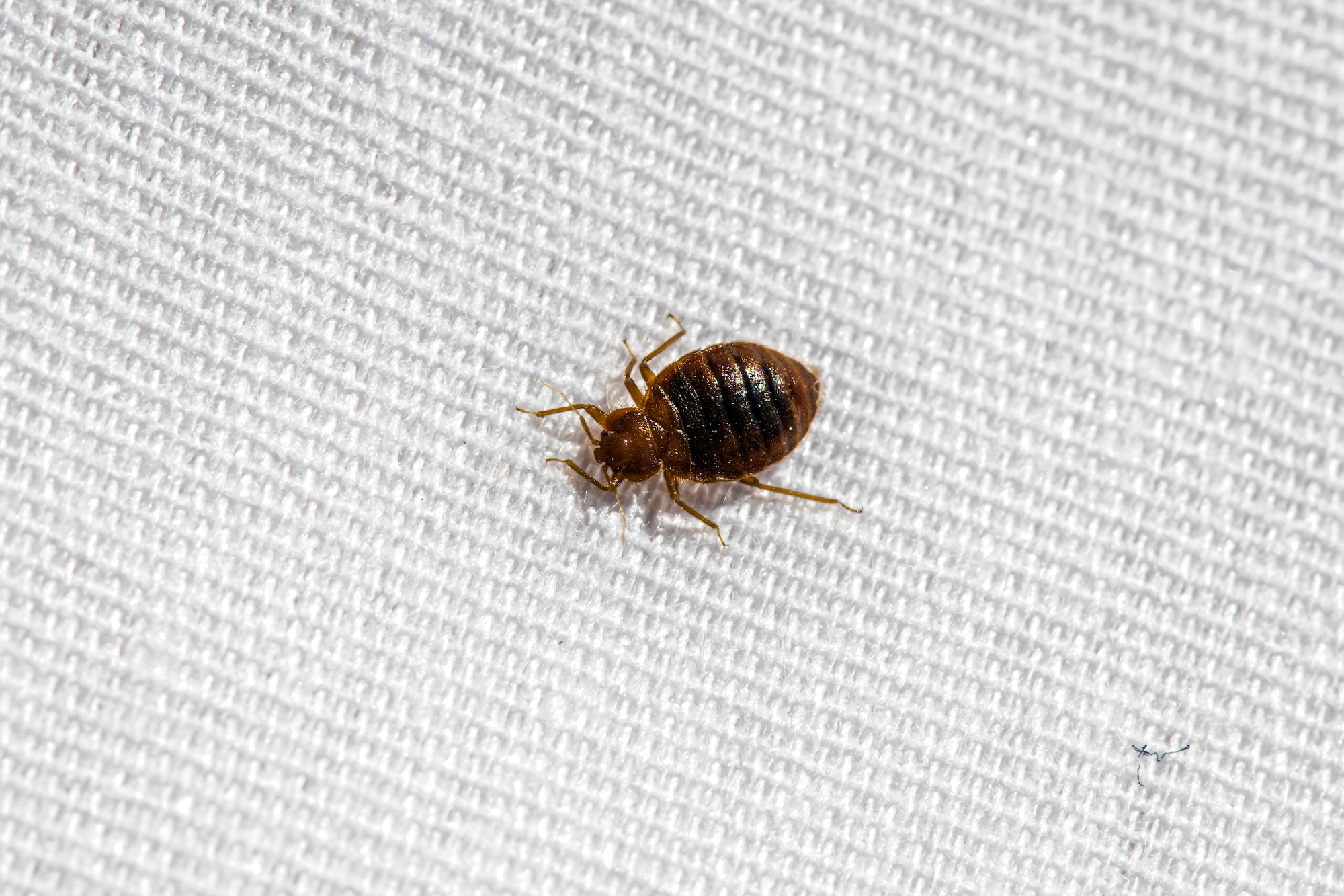 #1 Bed Bug Removal & Treatment Las Vegas