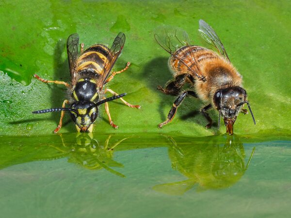 Bee Exterminator Near Me Mesa