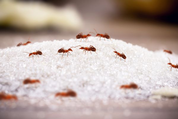 Residential Pest Control In Phoenix