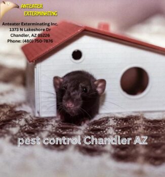 Pest Control Chandler